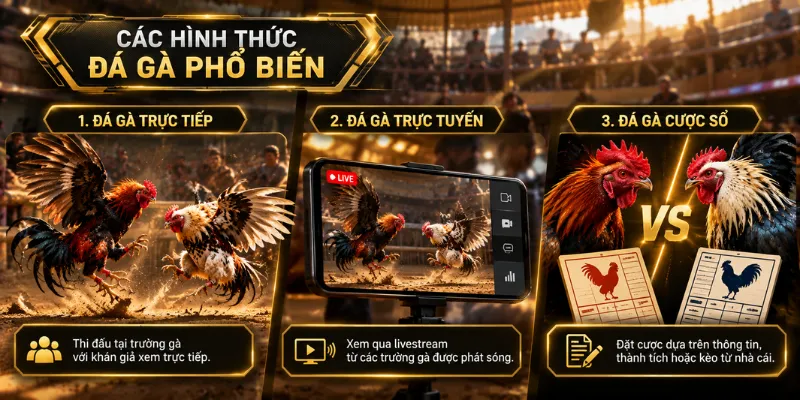 Các hình thức đá gà Thomo thường được người xem quan tâm